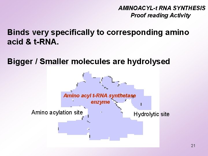 AMINOACYL-t RNA SYNTHESIS Proof reading Activity Binds very specifically to corresponding amino acid & AMINOACYL-t RNA SYNTHESIS Proof reading Activity Binds very specifically to corresponding amino acid &