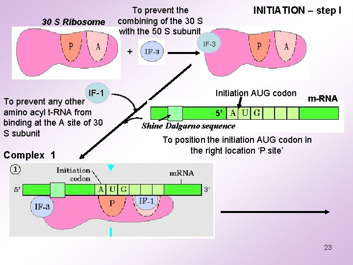 30 S Ribosome + IF-1 To prevent any other amino acyl t-RNA from binding 30 S Ribosome + IF-1 To prevent any other amino acyl t-RNA from binding