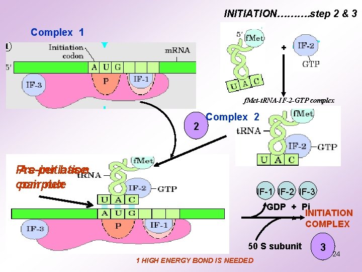 INITIATION………. step 2 & 3 Complex 1 + f. Met-t. RNA-IF-2 -GTP complex 2 INITIATION………. step 2 & 3 Complex 1 + f. Met-t. RNA-IF-2 -GTP complex 2