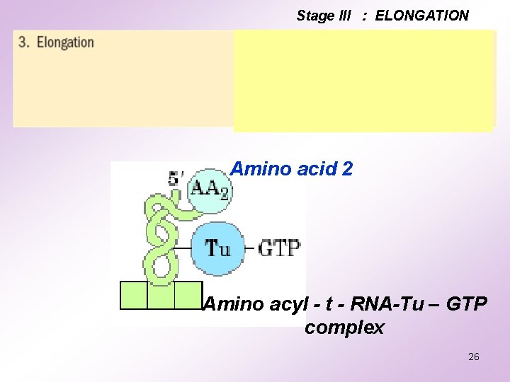 Stage III : ELONGATION Amino acid 2 Amino acyl - t - RNA-Tu – Stage III : ELONGATION Amino acid 2 Amino acyl - t - RNA-Tu –