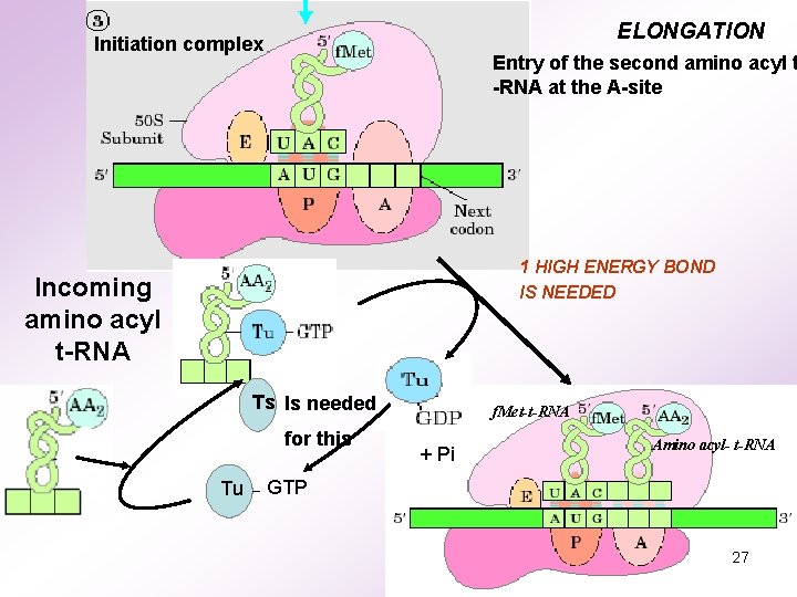 ELONGATION Initiation complex Entry of the second amino acyl t -RNA at the A-site ELONGATION Initiation complex Entry of the second amino acyl t -RNA at the A-site