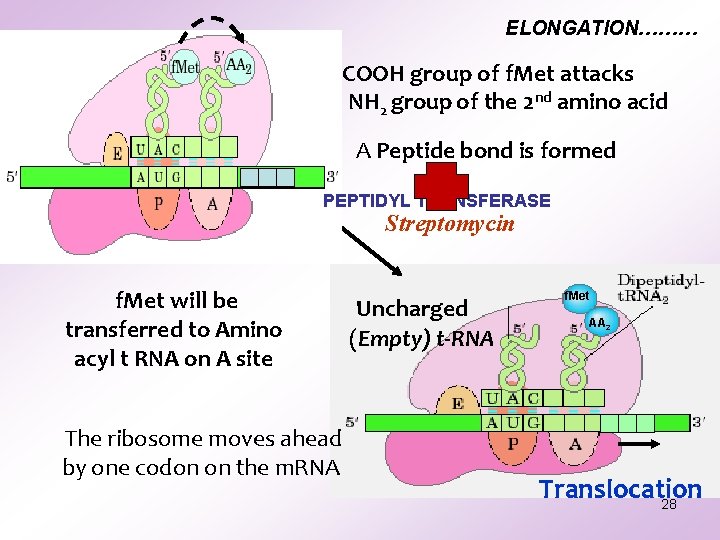 ELONGATION……… COOH group of f. Met attacks the NH 2 group of the 2 ELONGATION……… COOH group of f. Met attacks the NH 2 group of the 2