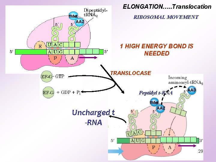 ELONGATION…. . Translocation f. Met AA 2 RIBOSOMAL MOVEMENT 1 HIGH ENERGY BOND IS ELONGATION…. . Translocation f. Met AA 2 RIBOSOMAL MOVEMENT 1 HIGH ENERGY BOND IS