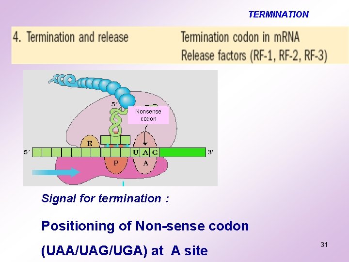 TERMINATION Nonsense codon Signal for termination : Positioning of Non-sense codon (UAA/UAG/UGA) at A TERMINATION Nonsense codon Signal for termination : Positioning of Non-sense codon (UAA/UAG/UGA) at A