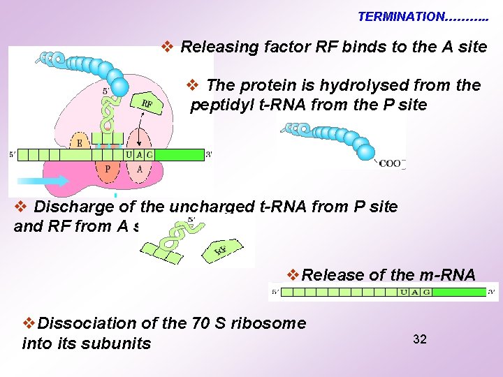 TERMINATION………. . v Releasing factor RF binds to the A site v The protein TERMINATION………. . v Releasing factor RF binds to the A site v The protein