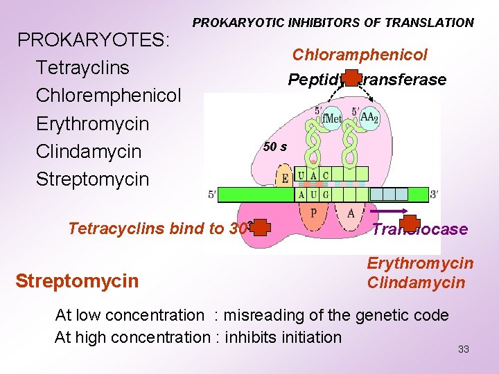 PROKARYOTES: Tetrayclins Chloremphenicol Erythromycin Clindamycin Streptomycin PROKARYOTIC INHIBITORS OF TRANSLATION Chloramphenicol Peptidyl transferase 50 PROKARYOTES: Tetrayclins Chloremphenicol Erythromycin Clindamycin Streptomycin PROKARYOTIC INHIBITORS OF TRANSLATION Chloramphenicol Peptidyl transferase 50
