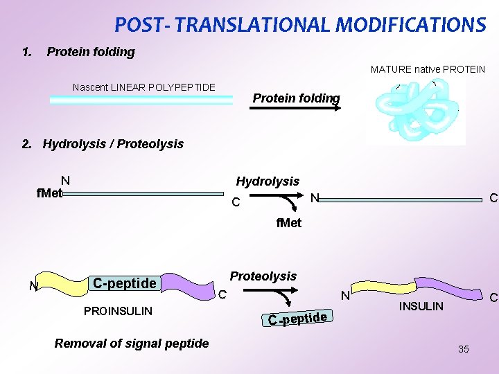 POST- TRANSLATIONAL MODIFICATIONS 1. Protein folding MATURE native PROTEIN Nascent LINEAR POLYPEPTIDE Protein folding POST- TRANSLATIONAL MODIFICATIONS 1. Protein folding MATURE native PROTEIN Nascent LINEAR POLYPEPTIDE Protein folding