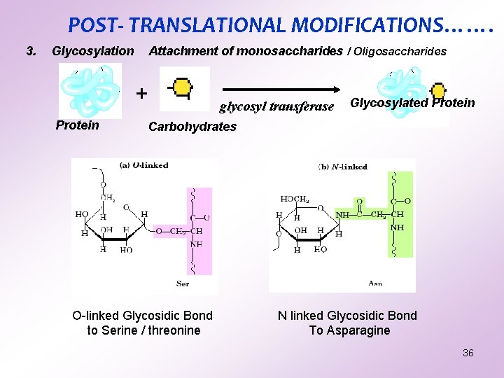 POST- TRANSLATIONAL MODIFICATIONS……. 3. Glycosylation Attachment of monosaccharides / Oligosaccharides + Protein glycosyl transferase POST- TRANSLATIONAL MODIFICATIONS……. 3. Glycosylation Attachment of monosaccharides / Oligosaccharides + Protein glycosyl transferase