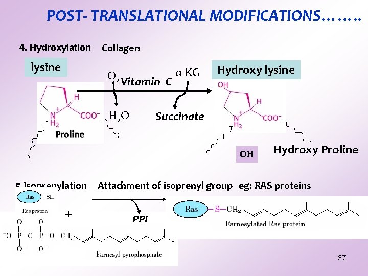 POST- TRANSLATIONAL MODIFICATIONS……. . 4. Hydroxylation lysine Collagen O 2 Vitamin C H 2 POST- TRANSLATIONAL MODIFICATIONS……. . 4. Hydroxylation lysine Collagen O 2 Vitamin C H 2