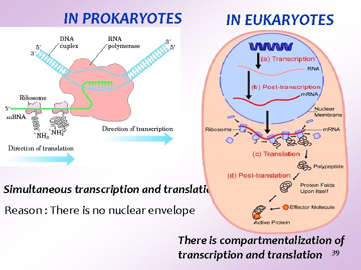IN PROKARYOTES IN EUKARYOTES Simultaneous transcription and translation Reason : There is no nuclear IN PROKARYOTES IN EUKARYOTES Simultaneous transcription and translation Reason : There is no nuclear