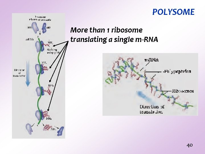 POLYSOME More than 1 ribosome translating a single m-RNA 40 POLYSOME More than 1 ribosome translating a single m-RNA 40