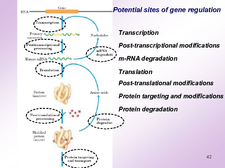 Potential sites of gene regulation Transcription Post-transcriptional modifications m-RNA degradation Translation Post-translational modifications Protein Potential sites of gene regulation Transcription Post-transcriptional modifications m-RNA degradation Translation Post-translational modifications Protein
