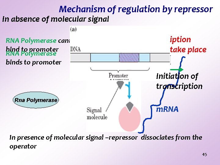 Mechanism of regulation by repressor In absence of molecular signal RNA Polymerase cannot bind Mechanism of regulation by repressor In absence of molecular signal RNA Polymerase cannot bind