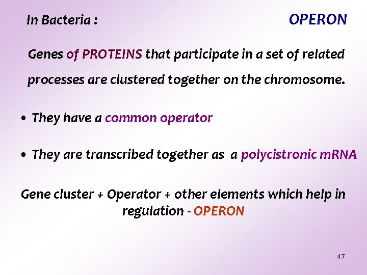 In Bacteria : OPERON Genes of PROTEINS that participate in a set of related In Bacteria : OPERON Genes of PROTEINS that participate in a set of related