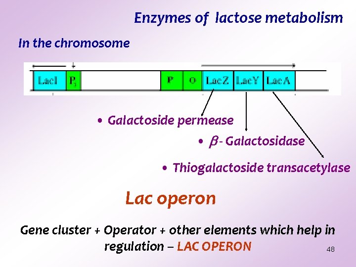 Enzymes of lactose metabolism In the chromosome • Galactoside permease • - Galactosidase • Enzymes of lactose metabolism In the chromosome • Galactoside permease • - Galactosidase •