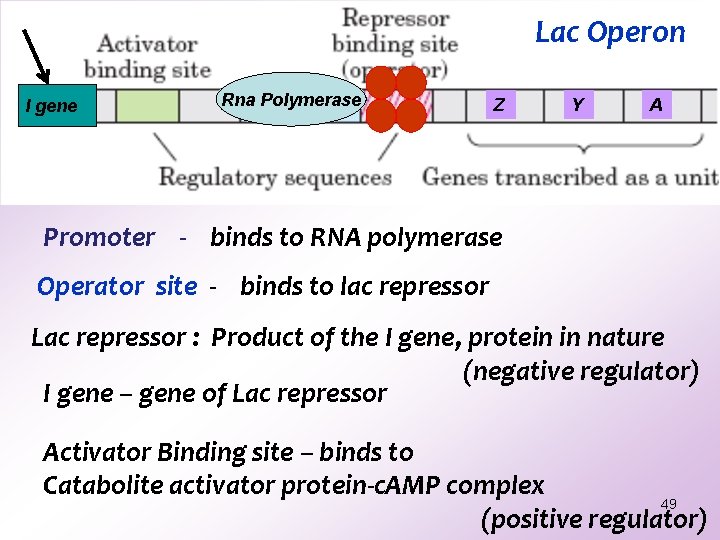 Lac Operon I gene Rna Polymerase Z Y A Promoter - binds to RNA Lac Operon I gene Rna Polymerase Z Y A Promoter - binds to RNA