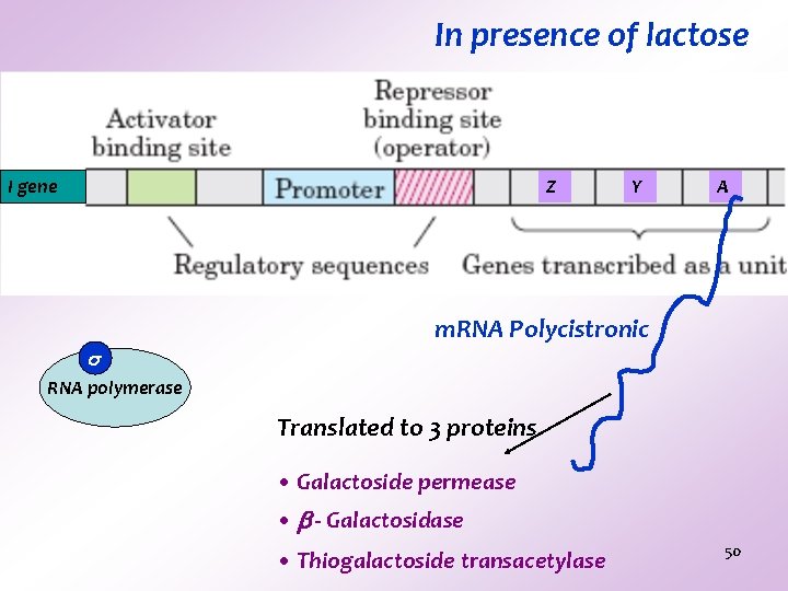 In presence of lactose I gene Z Y A m. RNA Polycistronic RNA polymerase In presence of lactose I gene Z Y A m. RNA Polycistronic RNA polymerase