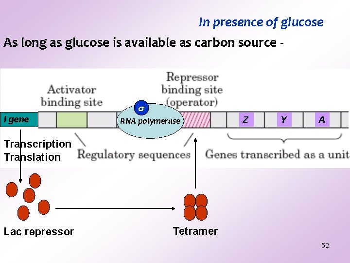 In presence of glucose As long as glucose is available as carbon source - In presence of glucose As long as glucose is available as carbon source -