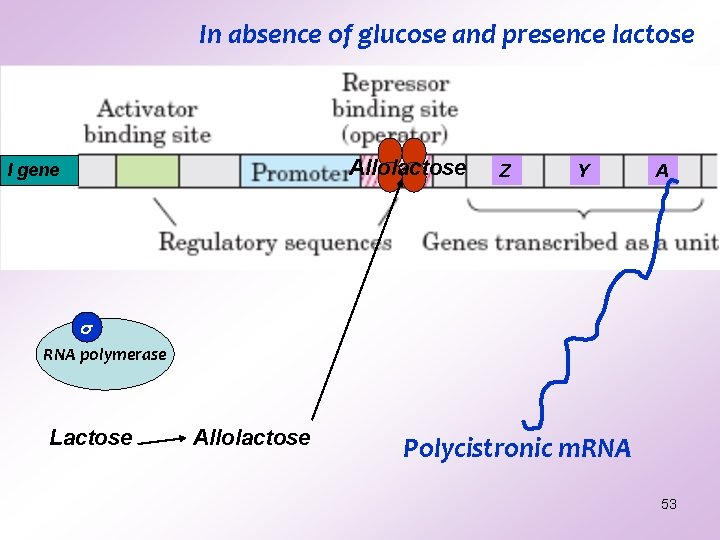 In absence of glucose and presence lactose Allolactose I gene Z Y A RNA In absence of glucose and presence lactose Allolactose I gene Z Y A RNA