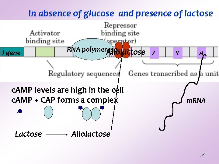In absence of glucose and presence of lactose I gene RNA polymerase Allolactose c. In absence of glucose and presence of lactose I gene RNA polymerase Allolactose c.