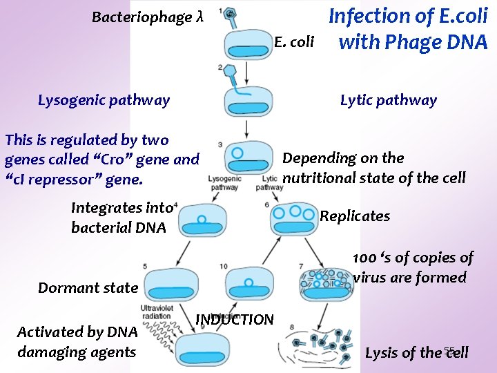 Bacteriophage λ E. coli Lysogenic pathway Lytic pathway This is regulated by two genes Bacteriophage λ E. coli Lysogenic pathway Lytic pathway This is regulated by two genes