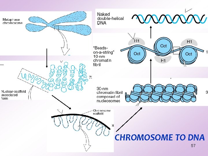 CHROMOSOME TO DNA 57 CHROMOSOME TO DNA 57