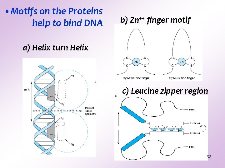 • Motifs on the Proteins help to bind DNA b) Zn++ finger motif • Motifs on the Proteins help to bind DNA b) Zn++ finger motif