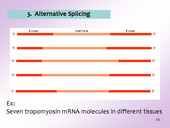 3. Alternative Splicing Ex: Seven tropomyosin m. RNA molecules in different tissues 66 3. Alternative Splicing Ex: Seven tropomyosin m. RNA molecules in different tissues 66