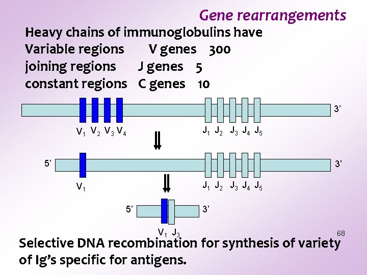 Gene rearrangements Heavy chains of immunoglobulins have Variable regions V genes 300 joining regions Gene rearrangements Heavy chains of immunoglobulins have Variable regions V genes 300 joining regions