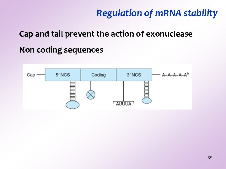 Regulation of m. RNA stability Cap and tail prevent the action of exonuclease Non Regulation of m. RNA stability Cap and tail prevent the action of exonuclease Non