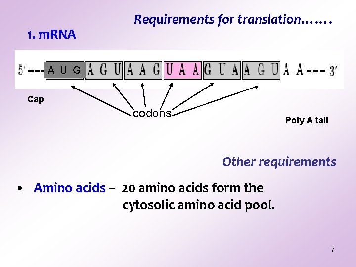 1. m. RNA Requirements for translation……. A U G Cap codons Poly A tail 1. m. RNA Requirements for translation……. A U G Cap codons Poly A tail