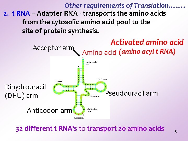 Other requirements of Translation……. 2. t RNA – Adapter RNA - transports the amino Other requirements of Translation……. 2. t RNA – Adapter RNA - transports the amino