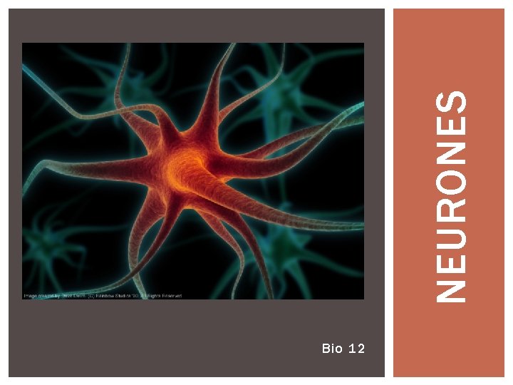 Bio 12 NEURONES 