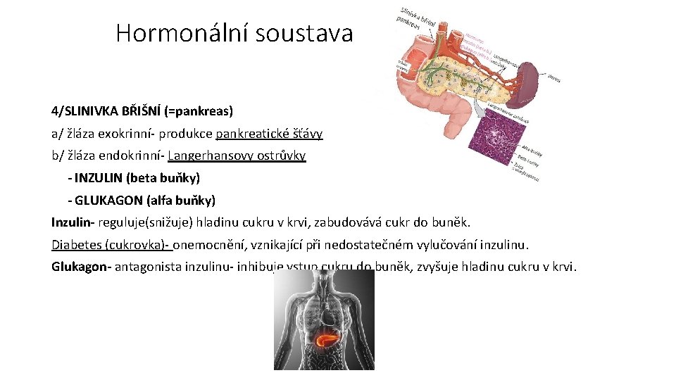 Hormonální soustava 4/SLINIVKA BŘIŠNÍ (=pankreas) a/ žláza exokrinní- produkce pankreatické šťávy b/ žláza endokrinní-