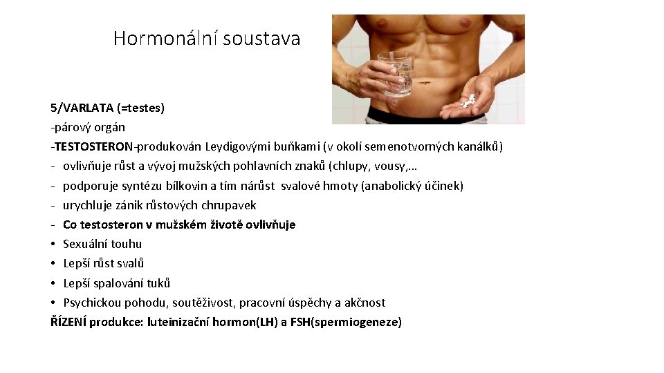 Hormonální soustava 5/VARLATA (=testes) -párový orgán -TESTOSTERON-produkován Leydigovými buňkami (v okolí semenotvorných kanálků) -