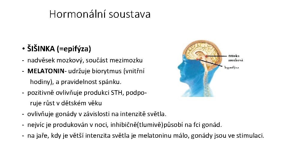 Hormonální soustava • ŠIŠINKA (=epifýza) - nadvěsek mozkový, součást mezimozku - MELATONIN- udržuje biorytmus