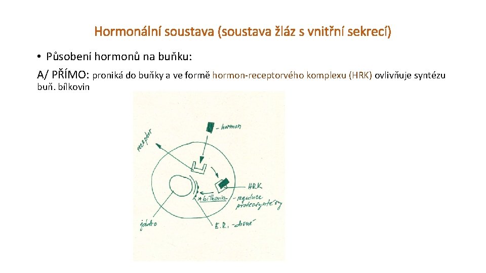 Hormonální soustava (soustava žláz s vnitřní sekrecí) • Působení hormonů na buňku: A/ PŘÍMO: