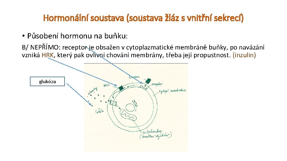 Hormonální soustava (soustava žláz s vnitřní sekrecí) • Působení hormonu na buňku: B/ NEPŘÍMO: