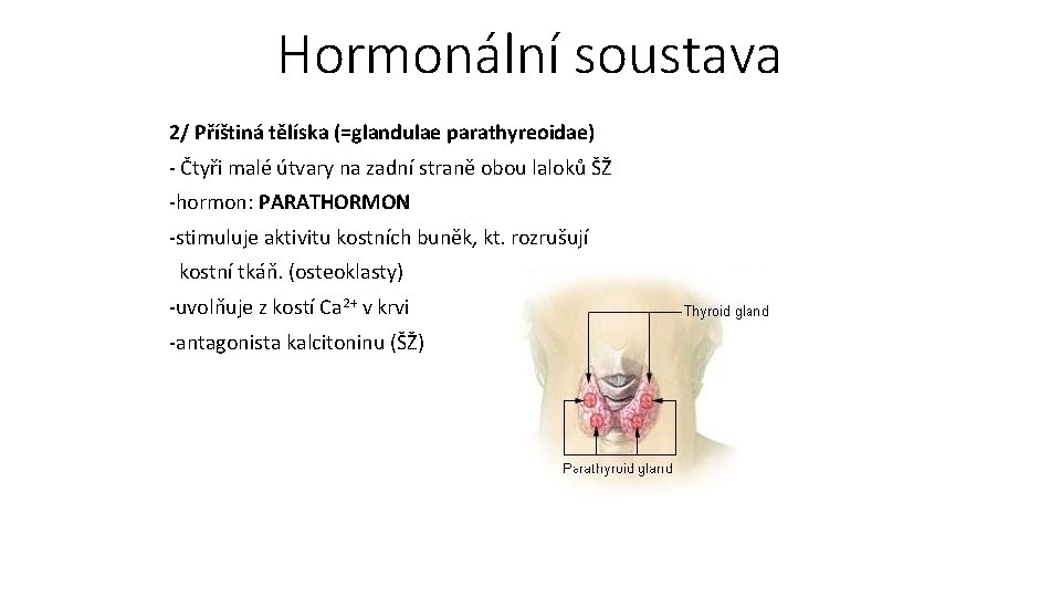 Hormonální soustava 2/ Příštiná tělíska (=glandulae parathyreoidae) - Čtyři malé útvary na zadní straně