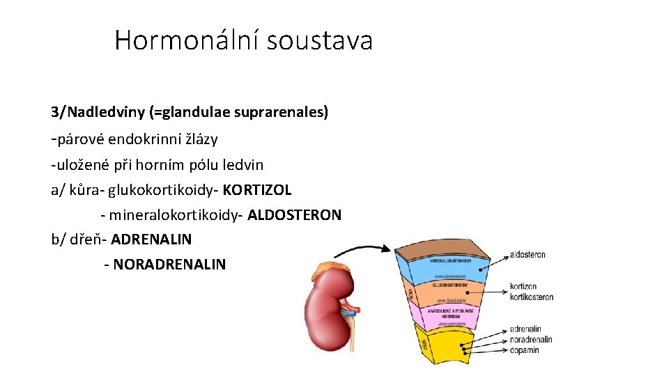 Hormonální soustava 3/Nadledviny (=glandulae suprarenales) -párové endokrinní žlázy -uložené při horním pólu ledvin a/