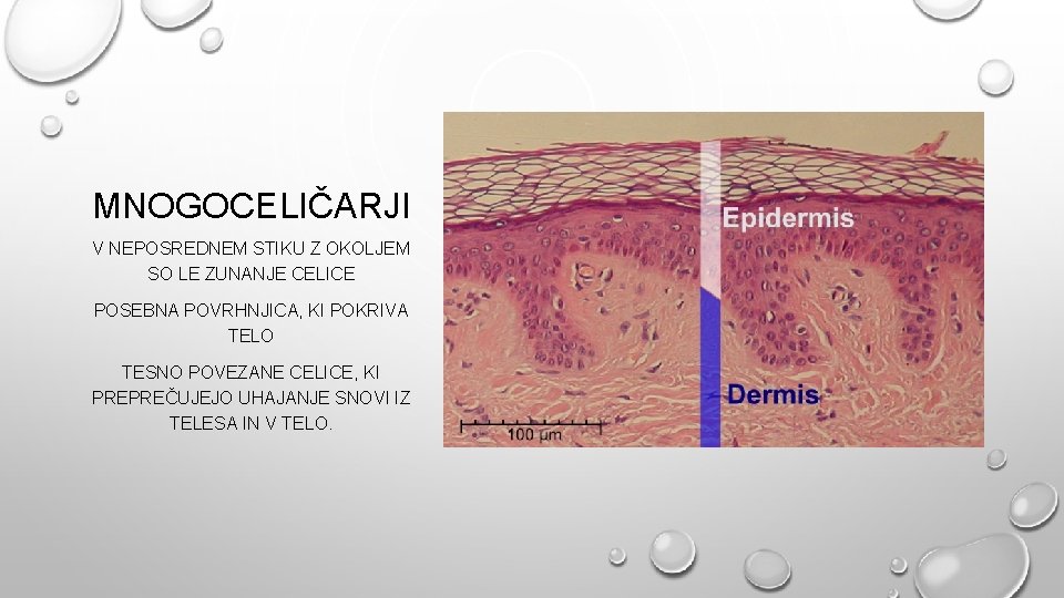 MNOGOCELIČARJI V NEPOSREDNEM STIKU Z OKOLJEM SO LE ZUNANJE CELICE POSEBNA POVRHNJICA, KI POKRIVA