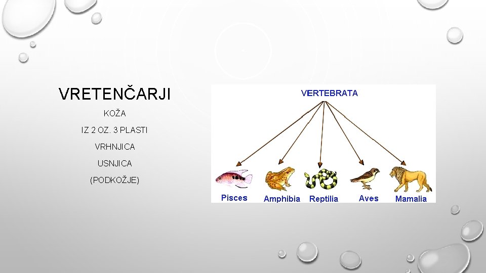 VRETENČARJI KOŽA IZ 2 OZ. 3 PLASTI VRHNJICA USNJICA (PODKOŽJE) 