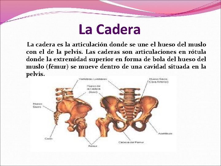 La Cadera La cadera es la articulación donde se une el hueso del muslo La Cadera La cadera es la articulación donde se une el hueso del muslo
