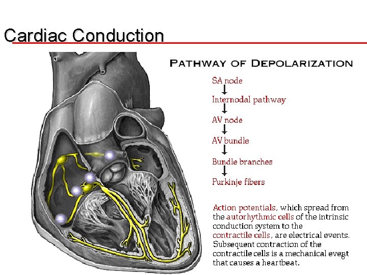 Cardiac Conduction SA node Both Atria AV Node Both Ventricles Bundle of His Bundle