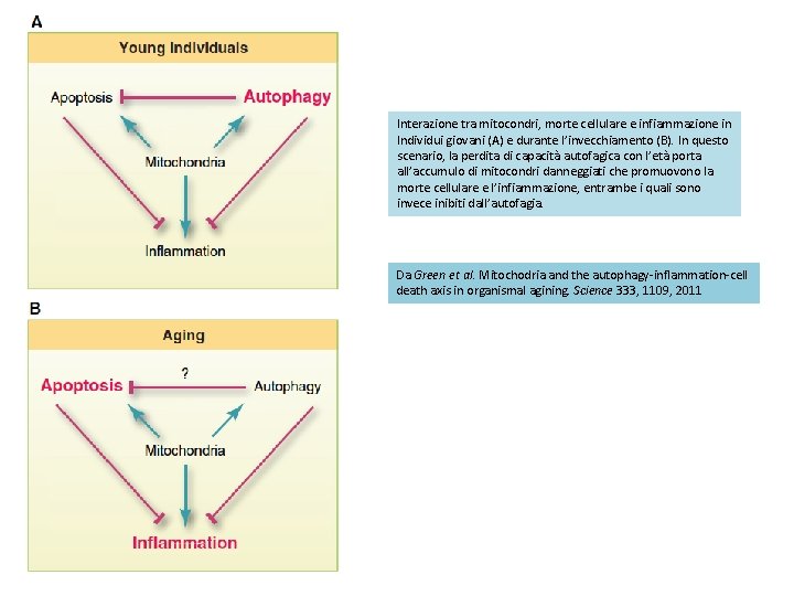 Interazione tra mitocondri, morte cellulare e infiammazione in Individui giovani (A) e durante l’invecchiamento