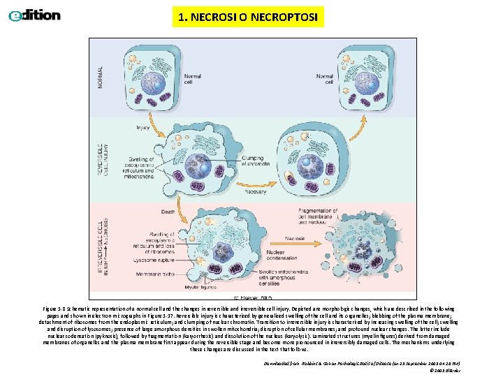 1. NECROSI O NECROPTOSI Figure 1 -8 Schematic representation of a normal cell and