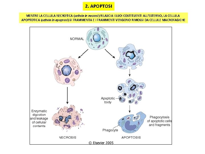 2. APOPTOSI MENTRE LA CELLULA NECROTICA (cellula in necrosi) RILASCIA I SUOI COSTITUENTI ALL’ESTERNO,