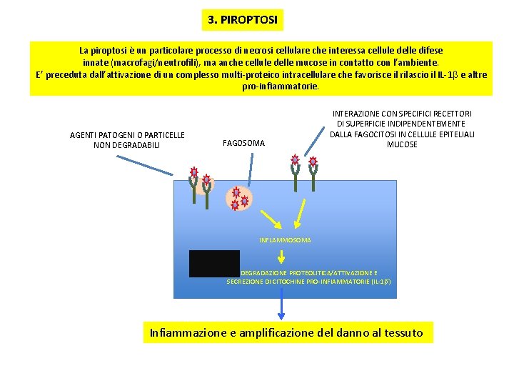 3. PIROPTOSI La piroptosi è un particolare processo di necrosi cellulare che interessa cellule