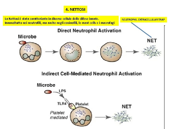 4. NETTOSI La Nettosi è stata caratterizata in diverse cellule delle difese innate. Innanzitutto