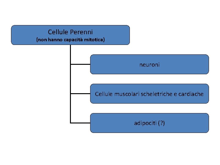 Cellule Perenni (non hanno capacità mitotica) neuroni Cellule muscolari scheletriche e cardiache adipociti (?